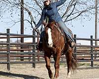 beginner-quarter-horse