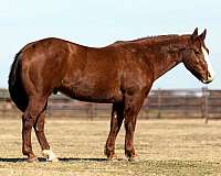 ranch-quarter-horse