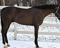 beginner-safe-quarter-horse