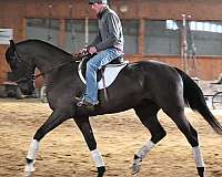 athletic-quarter-horse