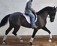 beginner-quarter-horse