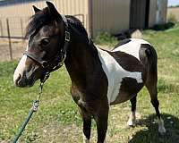 bay-tobiano-miniature-horse