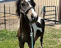 american-shetland-pony-stallion