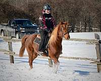 morgan-horse