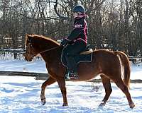 morgan-horse-for-sale