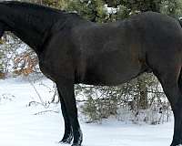 morgan-horse-for-sale