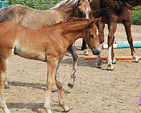 morgan-horse-for-sale