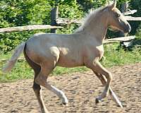 sport-morgan-palomino-horse