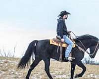 all-around-tennessee-walking-horse