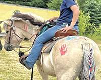 driving-fjord-horse