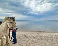 halter-fjord-horse