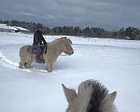 harness-fjord-horse