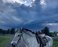 kid-safe-fjord-horse