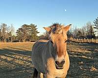 beginner-fjord-horse