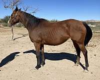 bay-thoroughbred-broodmare