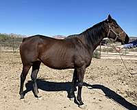 bay-thoroughbred-broodmare