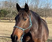 all-around-standardbred-horse