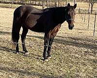 driving-standardbred-horse