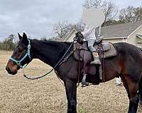 harness-standardbred-horse