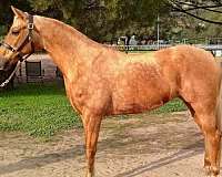 skeeter-chex-arabian-horse