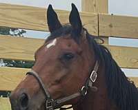 all-around-thoroughbred-horse