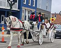 draft-percheron-horse