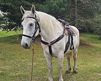 coggins-test-percheron-horse