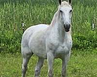 current-coggins-percheron-horse