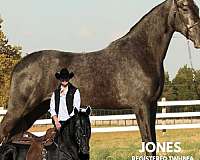 club-tennessee-walking-horse