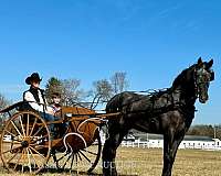 driving-single-tennessee-walking-horse