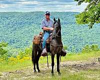 equestrian-tennessee-walking-horse