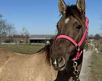 beginner-rocky-mountain-horse