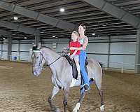 breeding-rocky-mountain-horse