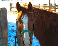 ranch-work-quarter-horse