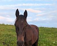 cross-harness-standardbred-horse