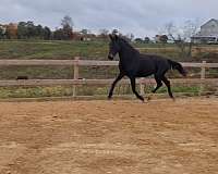 cross-harness-filly