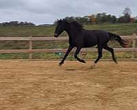 classical-dutch-warmblood-horse