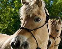 driving-fjord-horse