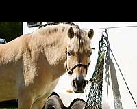 halter-fjord-horse