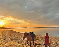 harness-fjord-horse