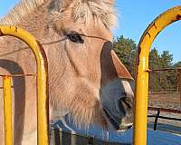 longe-line-fjord-horse