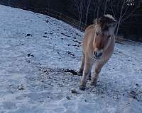 driving-fjord-horse