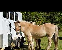 harness-fjord-horse