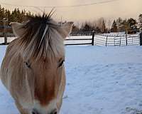 kid-safe-fjord-horse