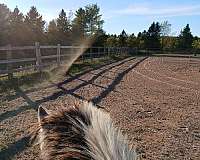 trail-fjord-horse