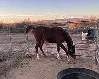 arabian-horse