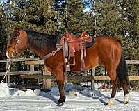 all-around-quarter-horse