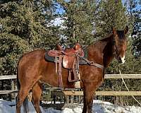 calf-roping-quarter-horse