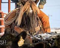 athletic-draft-horse