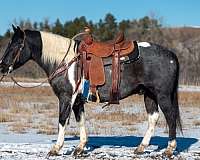 all-around-draft-horse